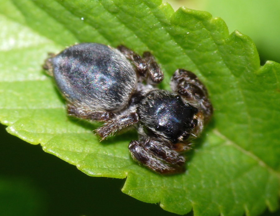 Identificazione Salticidae